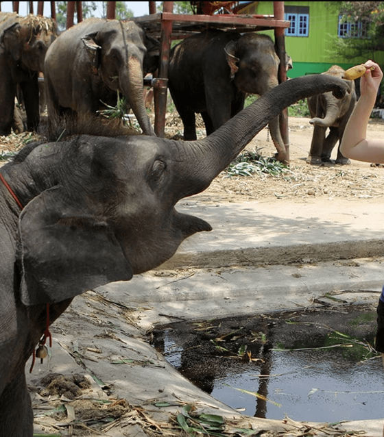 Ayutthaya Elephant