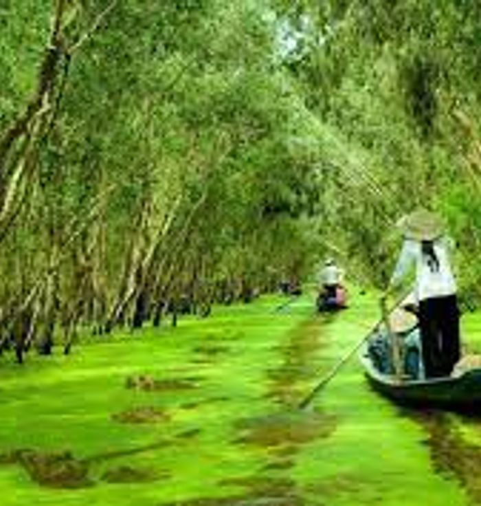 Tra Su Melaleuca forest ecotourism area